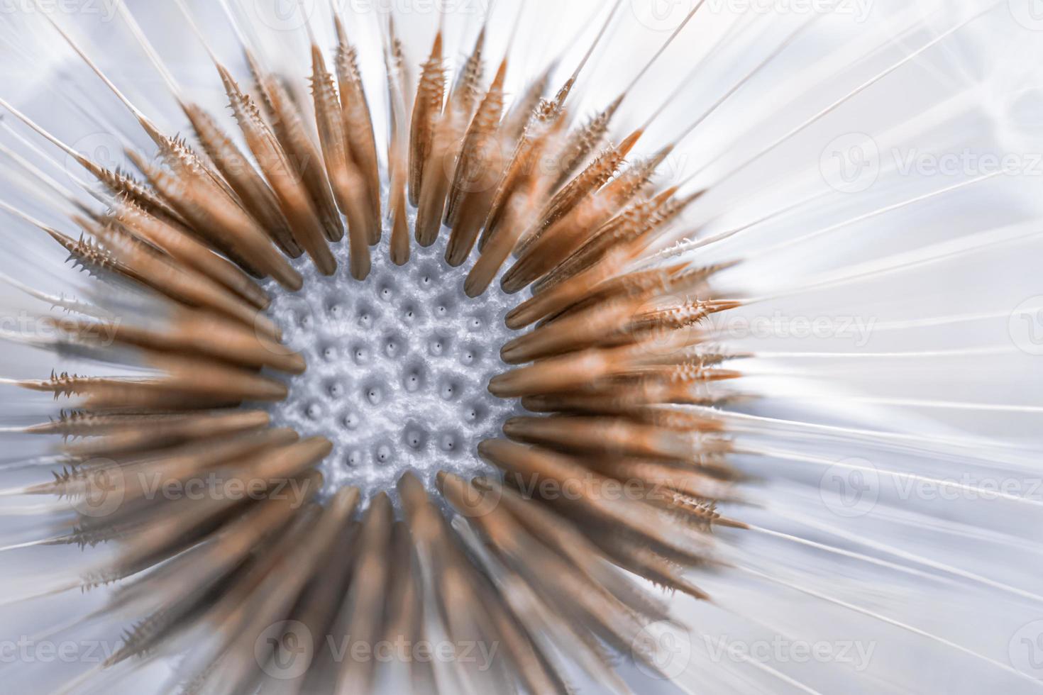 beautiful dandelion flower seed in springtime photo