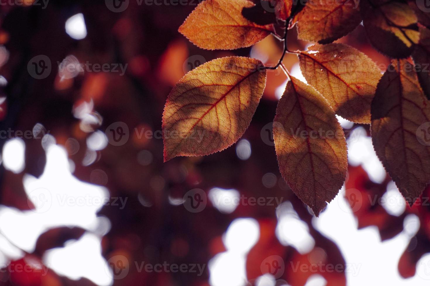 hojas de los árboles rojos en la naturaleza en la temporada de otoño fondo rojo foto