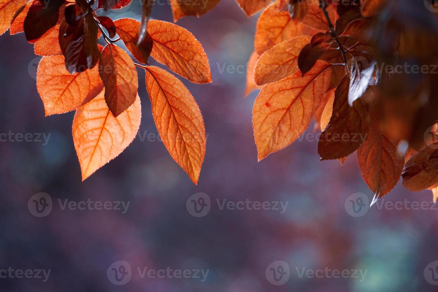 red tree leaves in the nature in autumn season red background photo