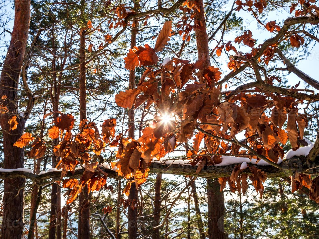 bosque de invierno en las montañas de los vosgos, francia foto