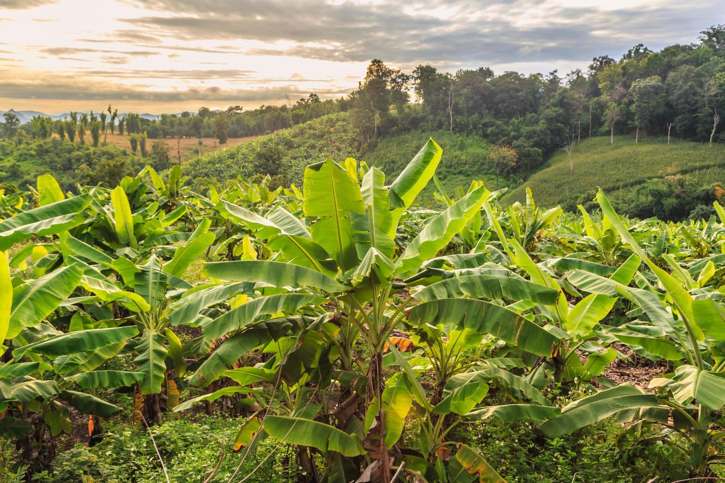 Banana tree and   beautiful mountain photo
