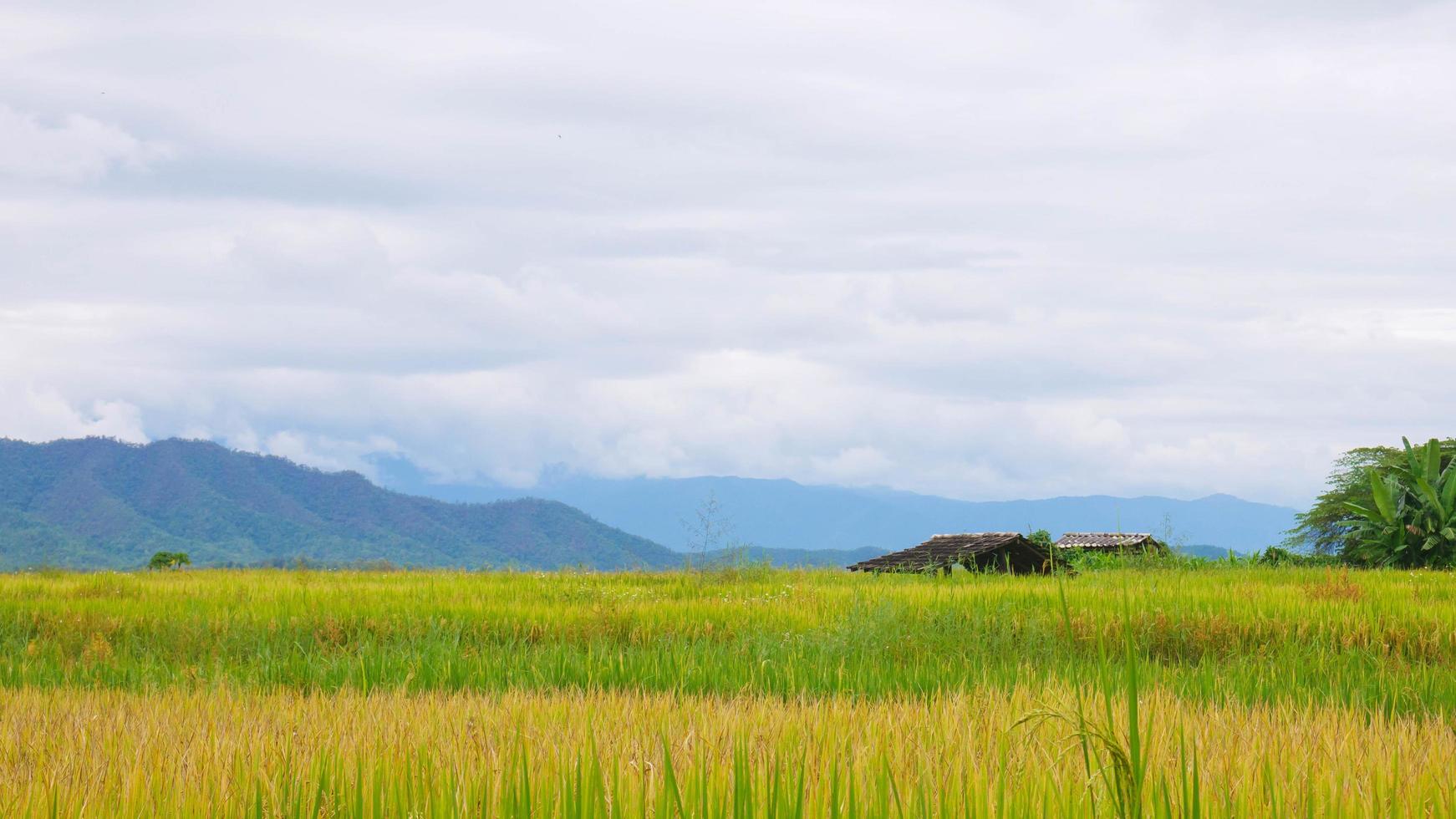 Rice fields and sky with mountain photo