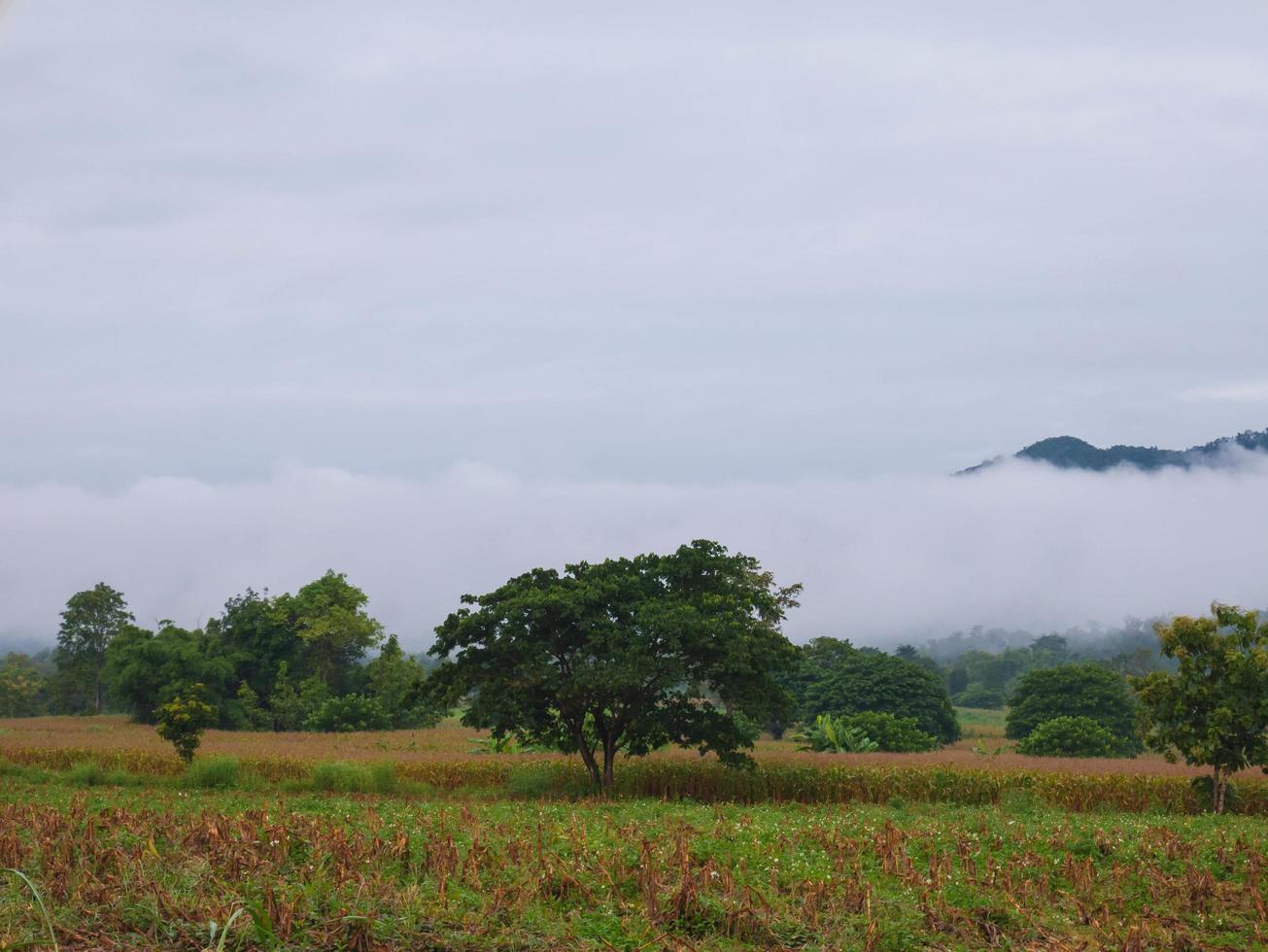 hermoso paisaje de niebla en las montañas foto