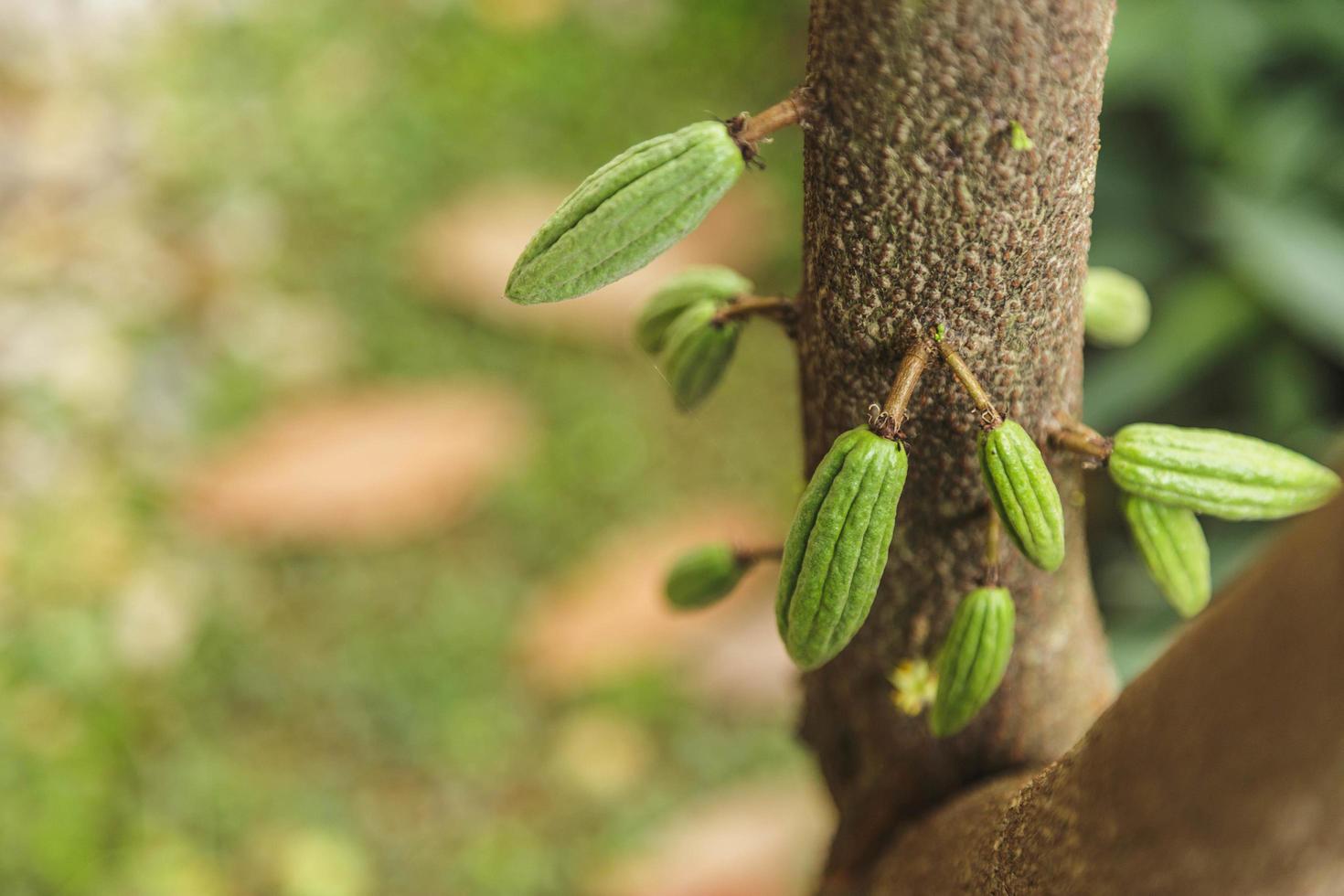 small young cocoa pod  on cacao tree photo