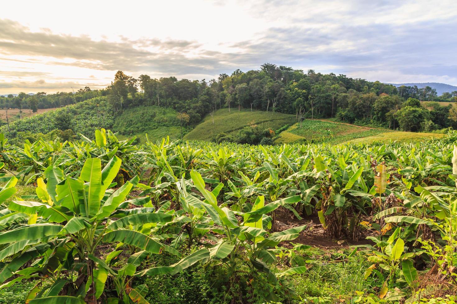 Banana tree and   beautiful mountain photo