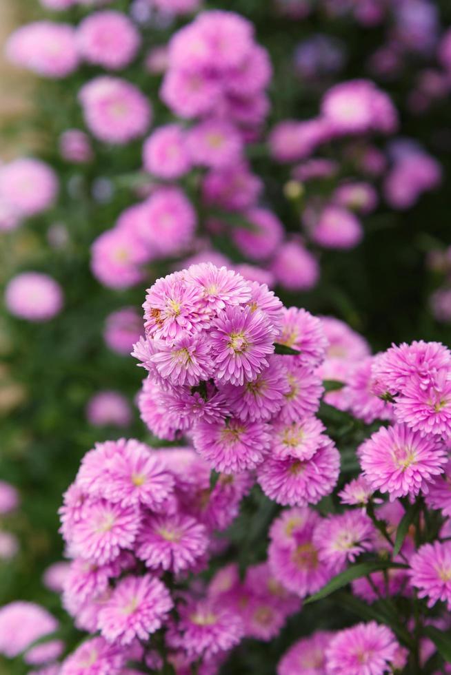 hermoso de benjamas flor de fondo foto