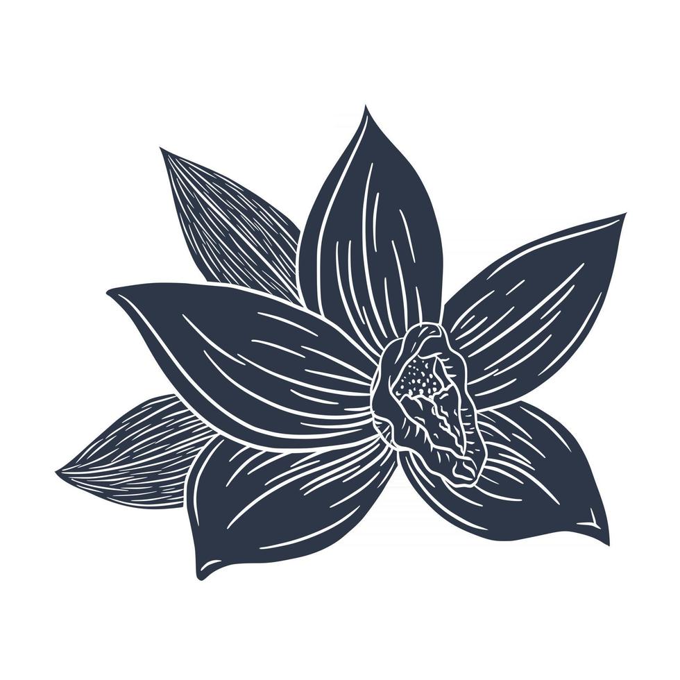 flor de vainilla, silueta, grabado, ilustración vector