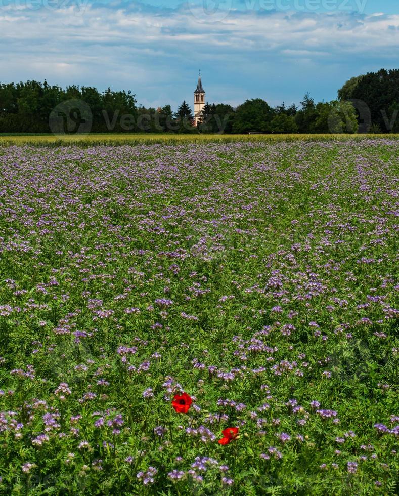 amapolas florecientes en los campos de flores lilas foto