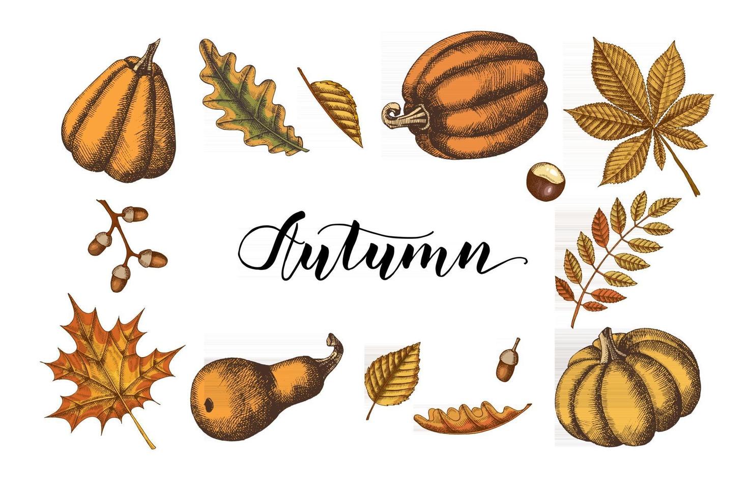 vector conjunto de hojas de otoño y calabazas.
