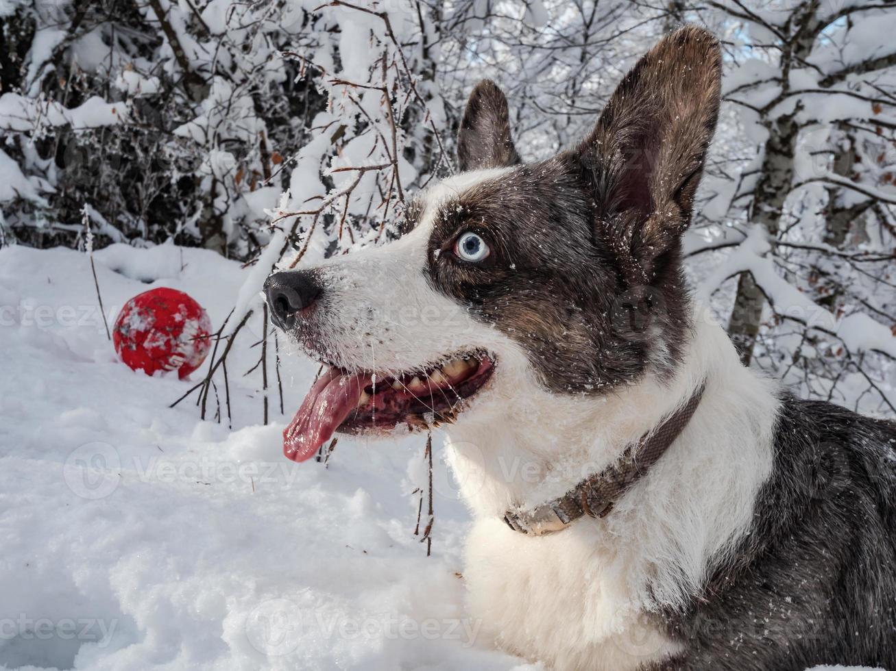 perro corgi en un bosque nevado foto