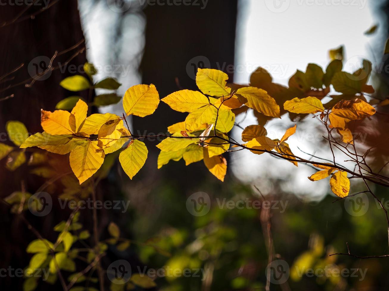 Sunny weather in the forest photo