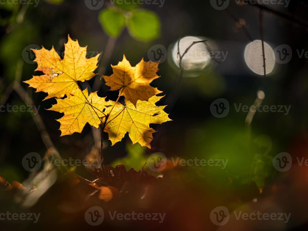 Sunny weather in the forest photo