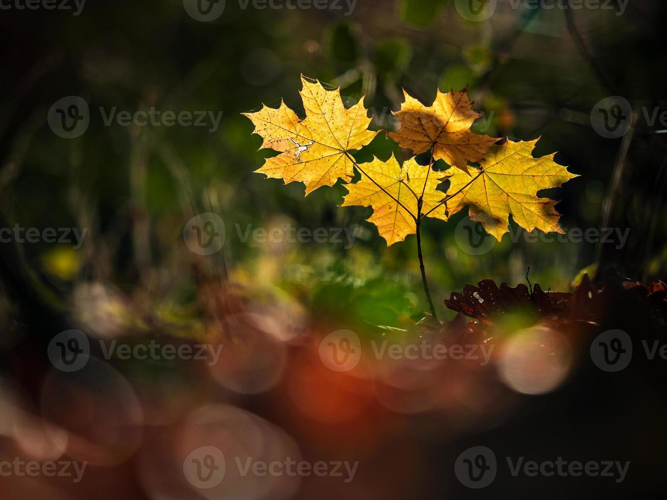 Sunny weather in the forest photo