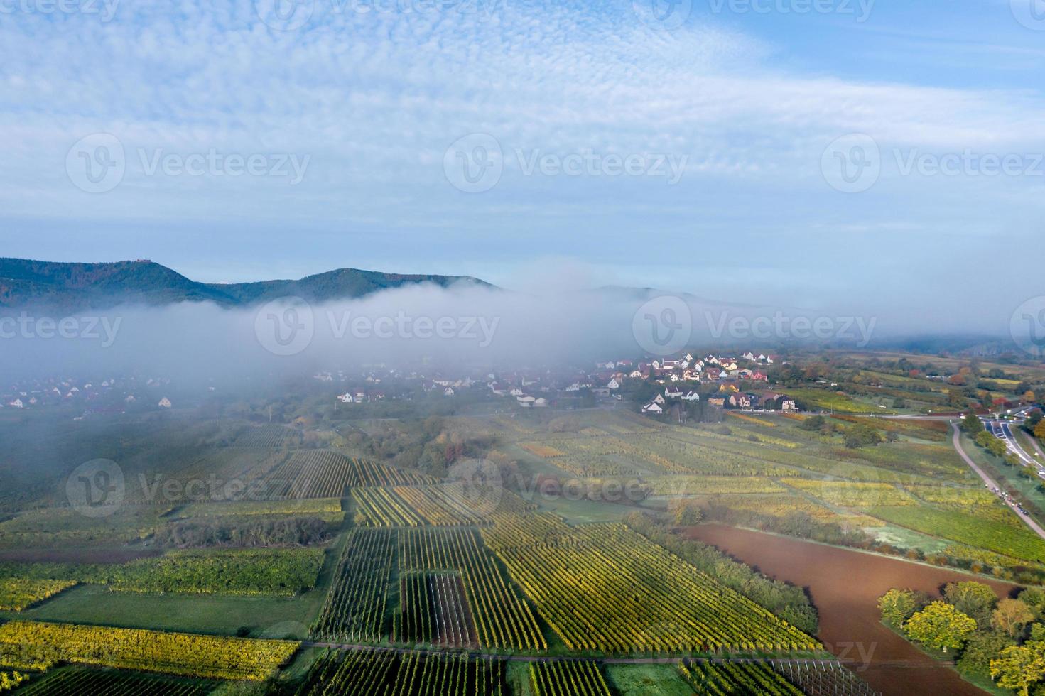 Viñedos en las estribaciones de los Vosgos, Francia foto