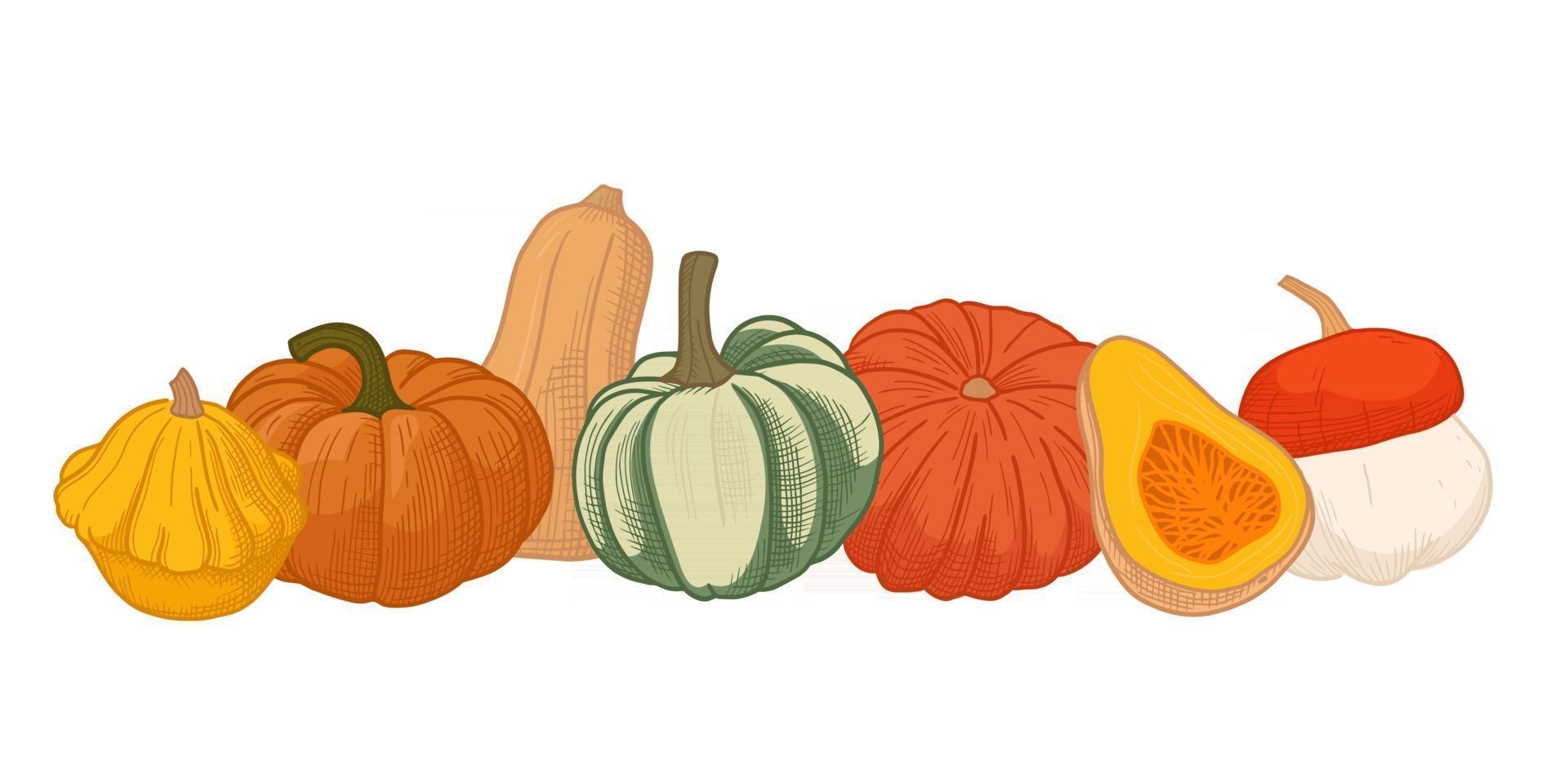 diferentes calabazas de otoño. vector