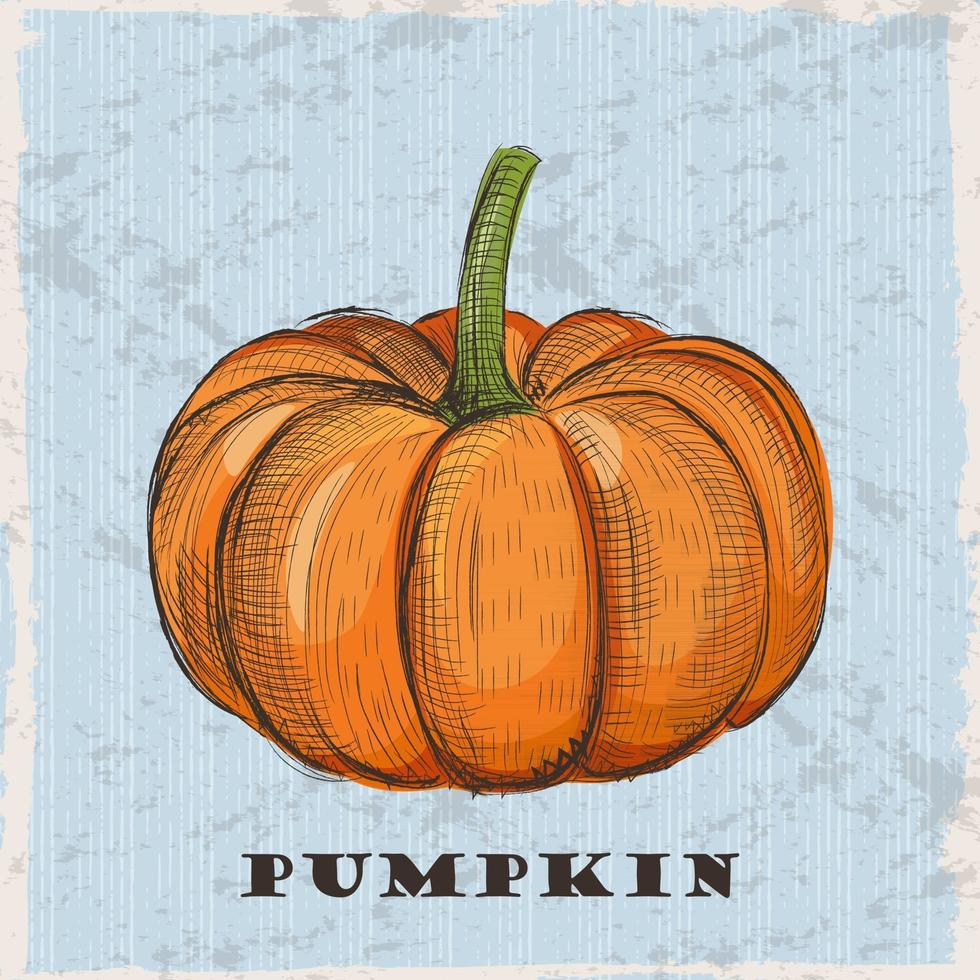 Pumpkin vector illustration in engraved vintage style