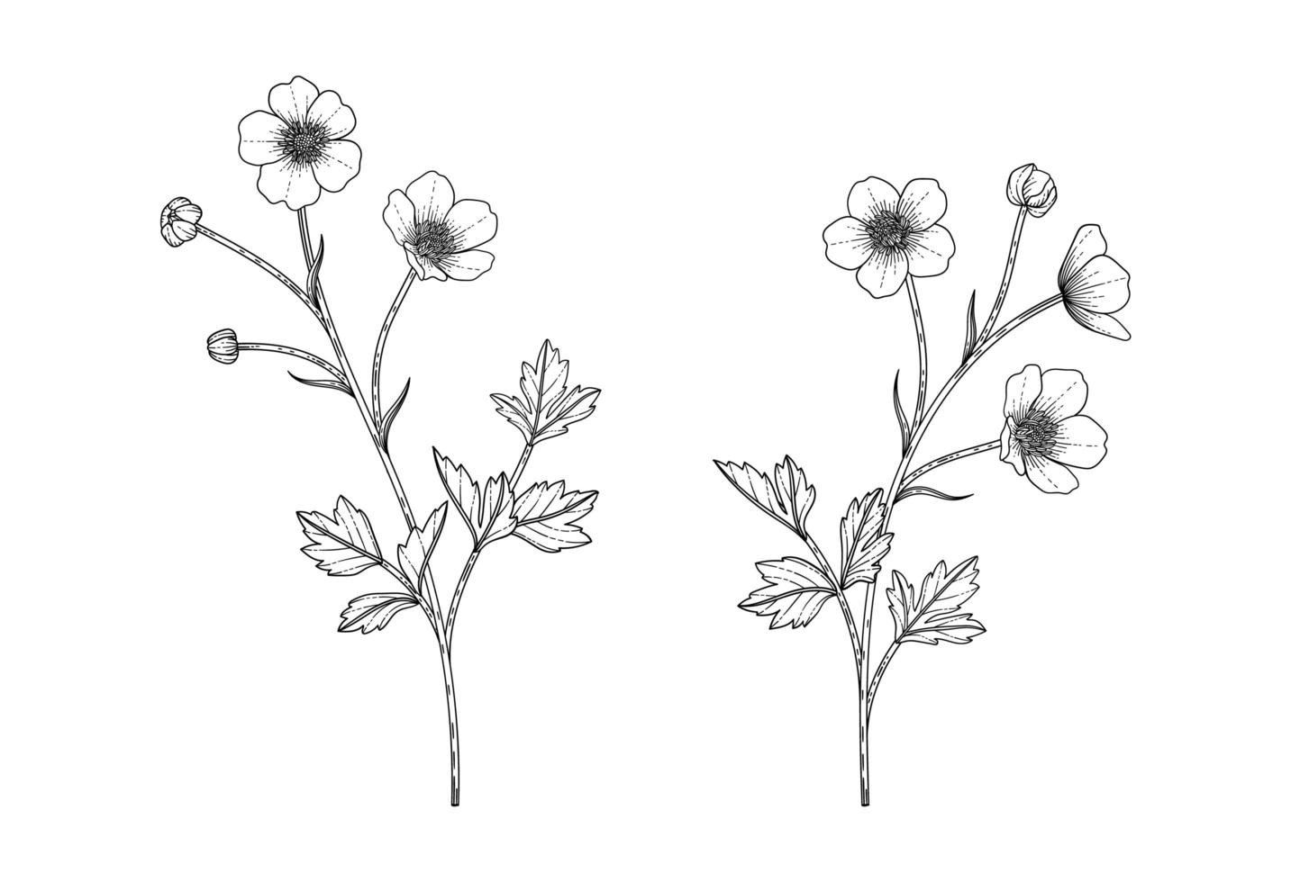 Hand drawn buttercup floral illustration. vector