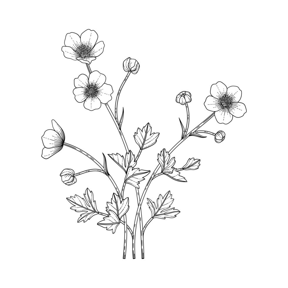 Hand drawn buttercup floral illustration. vector