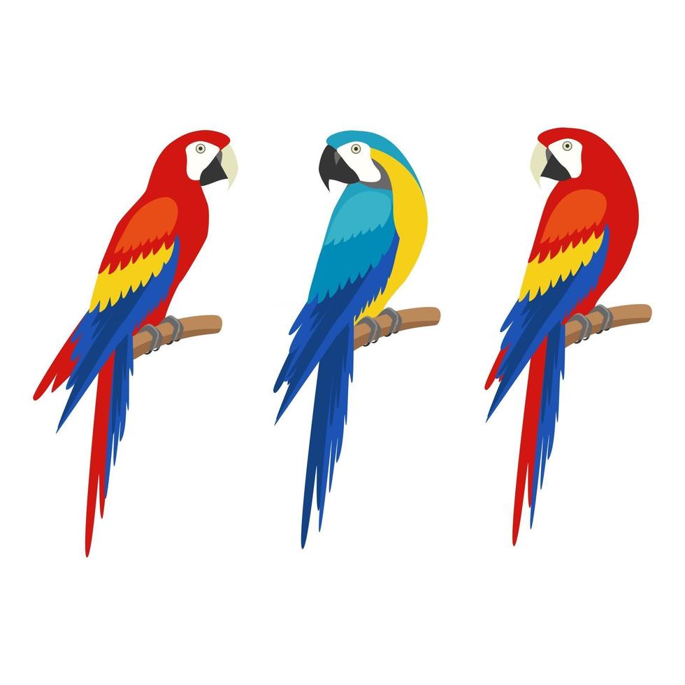 conjunto de loros sobre un fondo blanco. vector