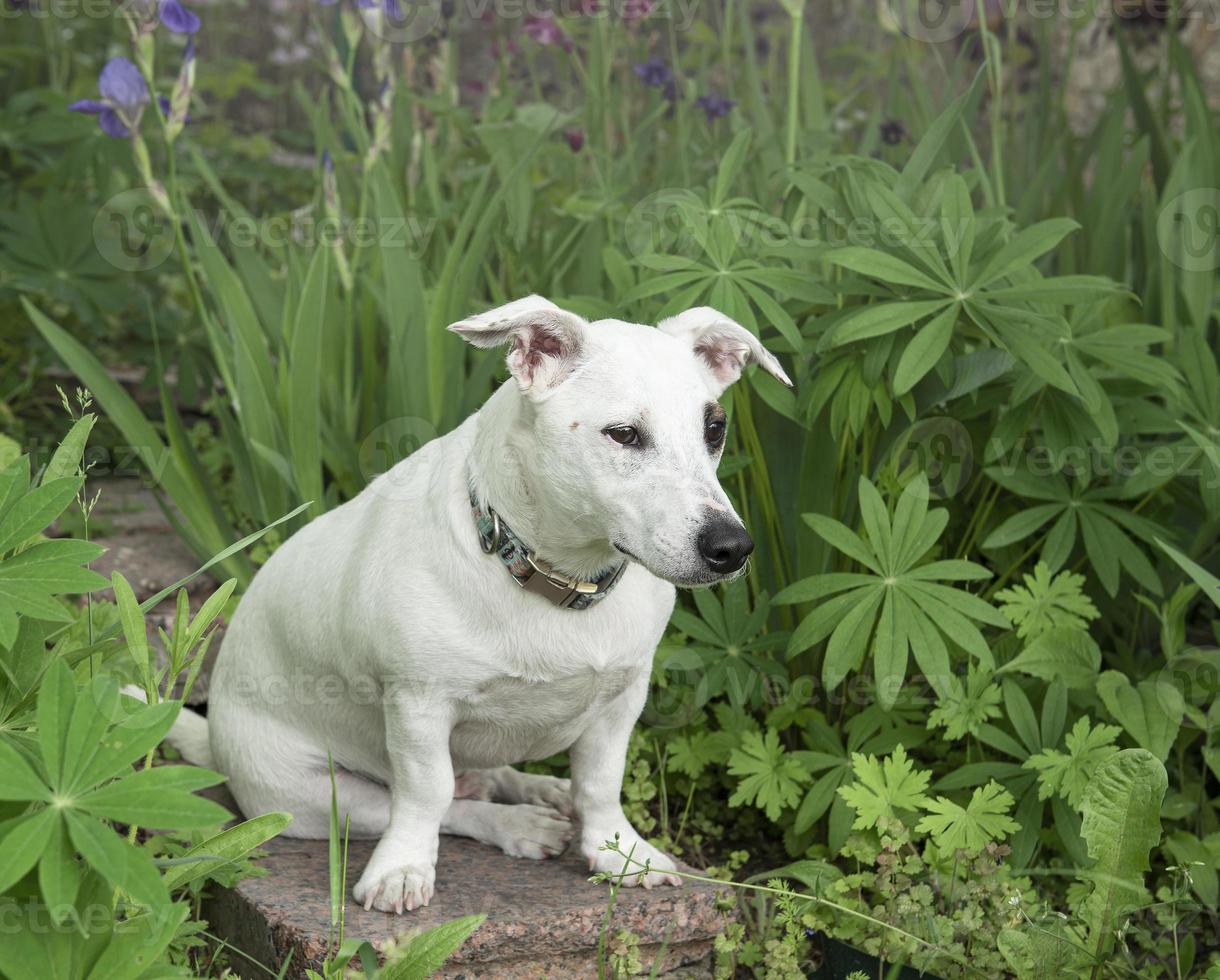 cachorro jack russell terrier foto