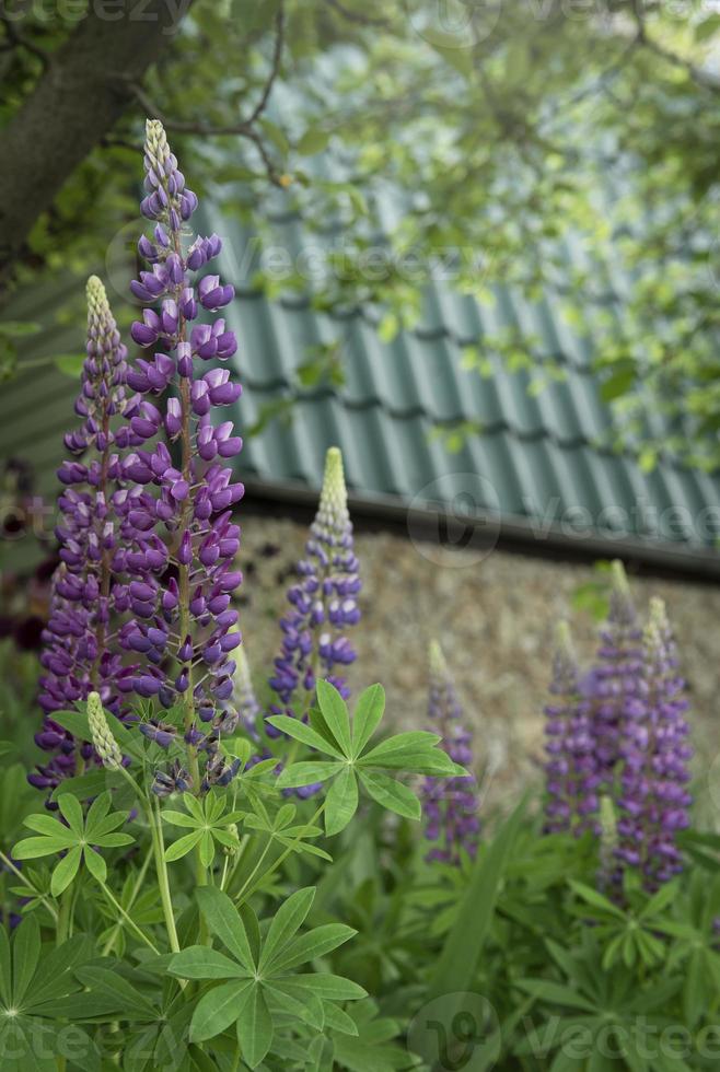 Violet and purple lupine flowers photo