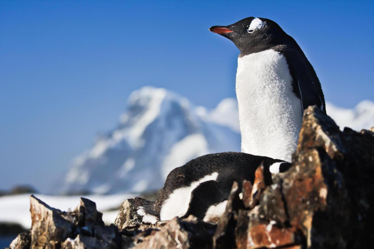 Two penguins on a rock photo