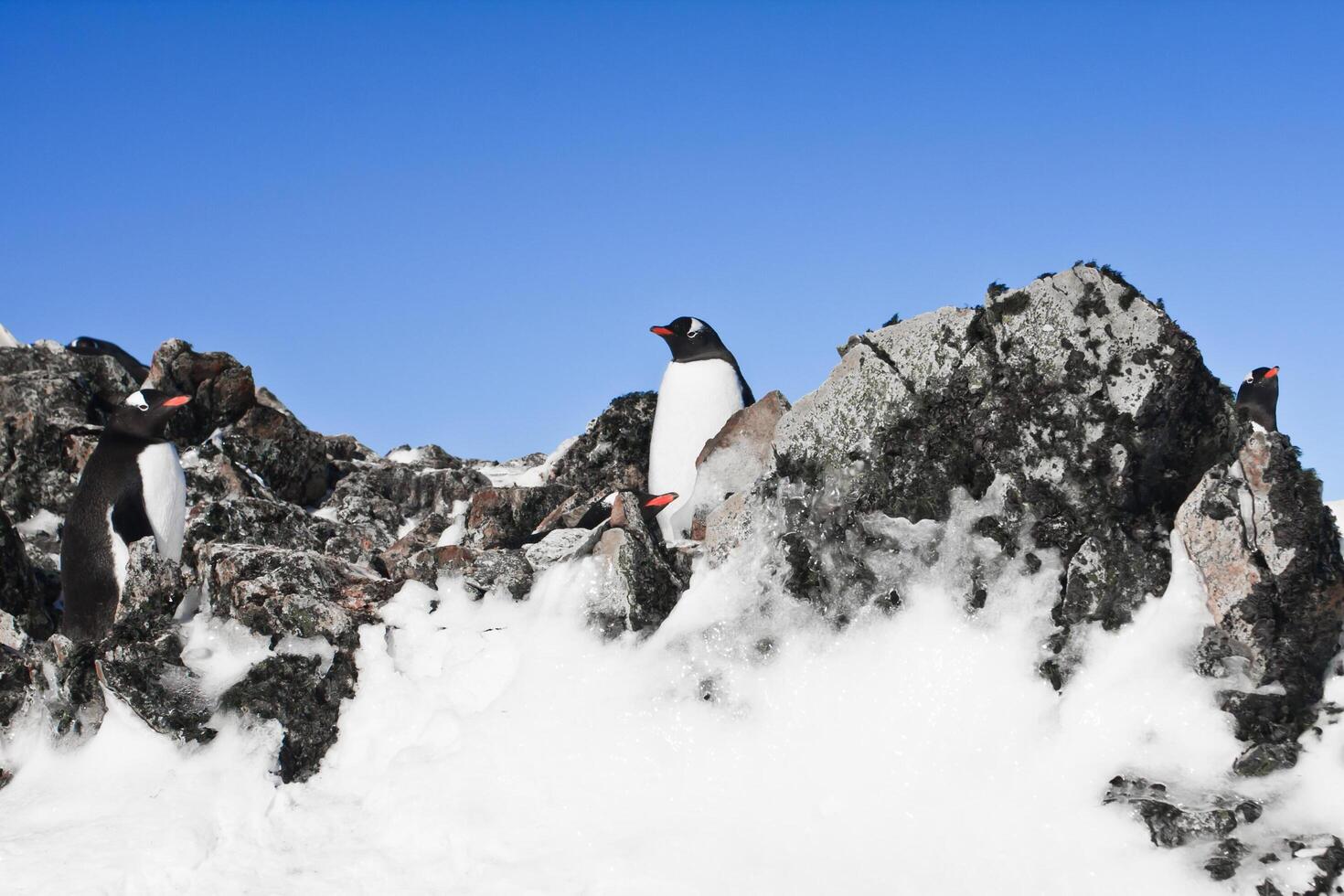 pingüinos en la montaña foto