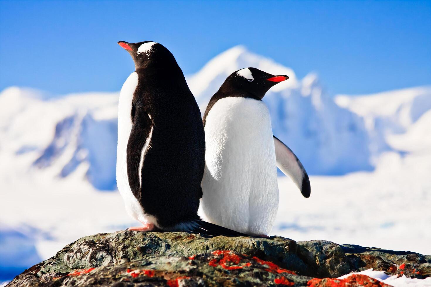 Two penguins in mountain photo