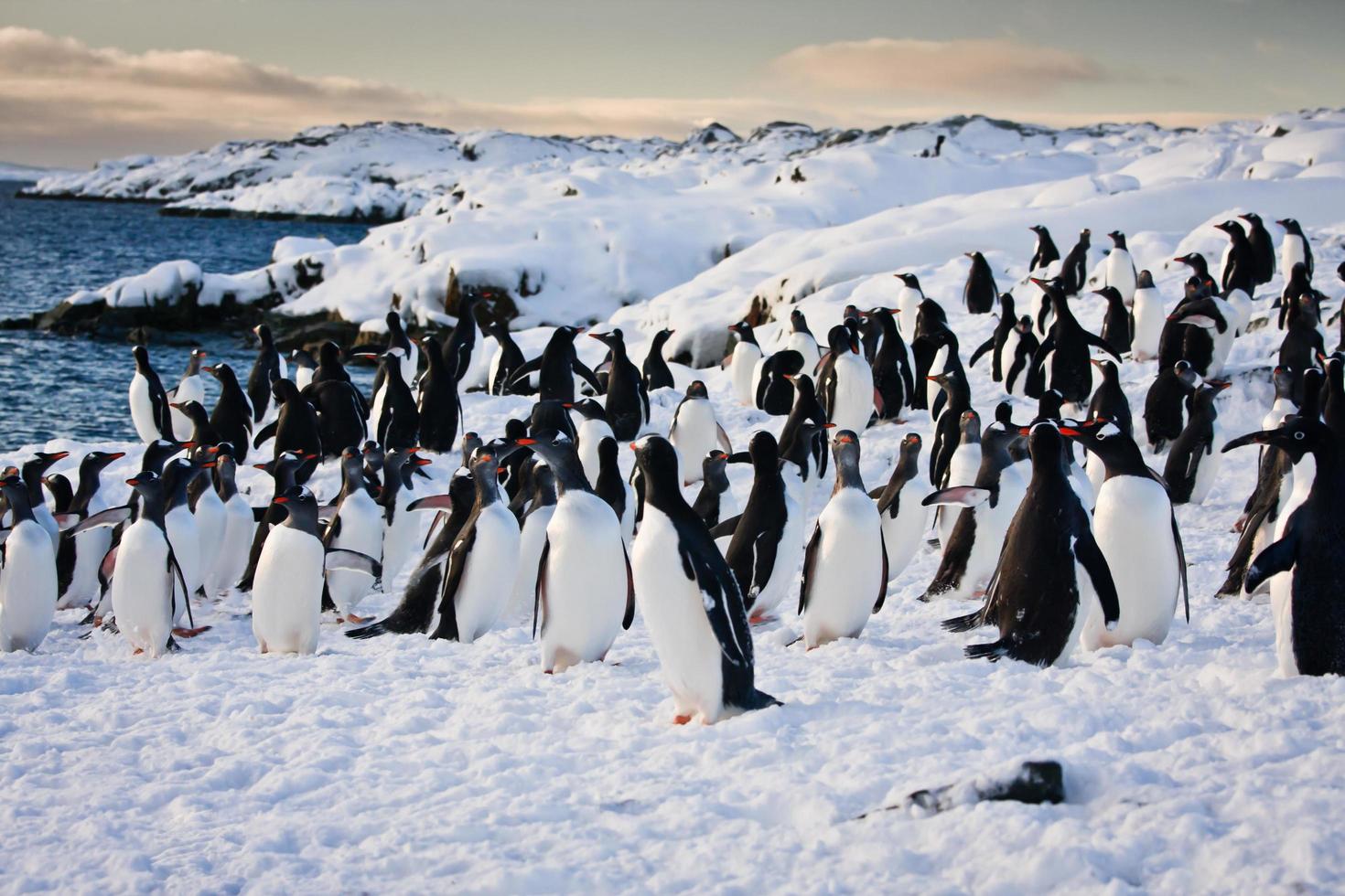 large group of penguins photo