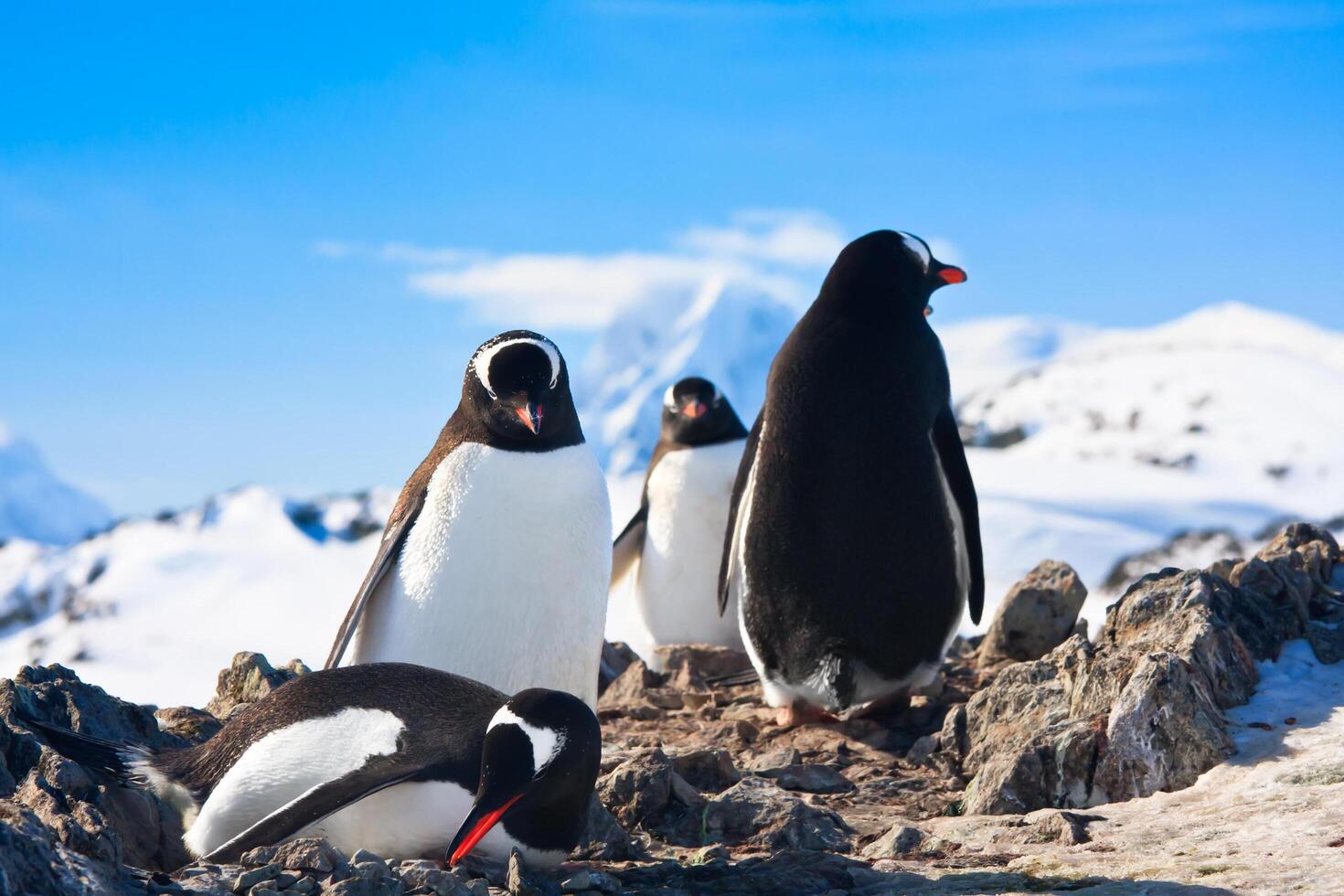 pingüinos en la antártida foto