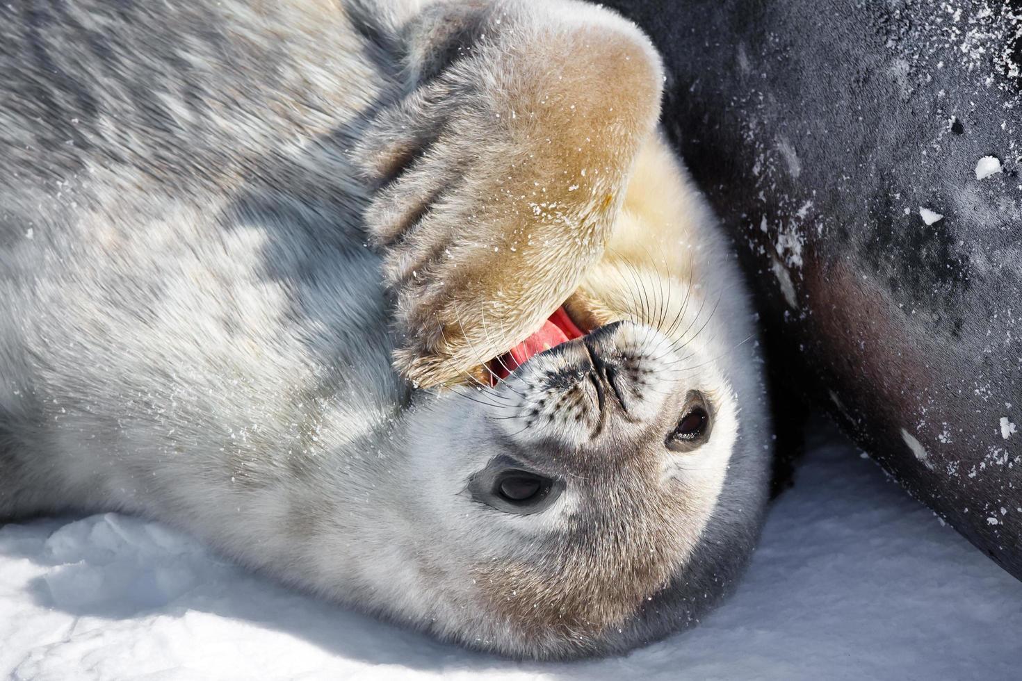 Seal on the beach photo
