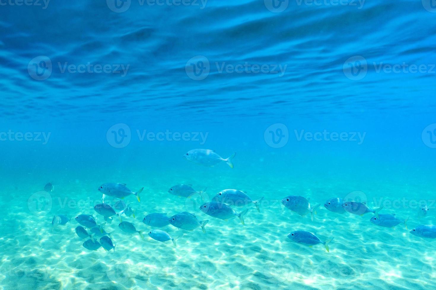 Group of fish swimming in the clear sea. photo