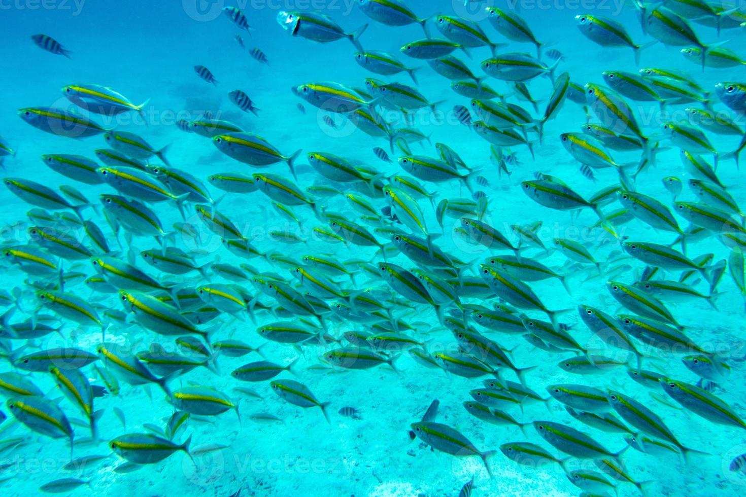 fish is swimming through the coral photo