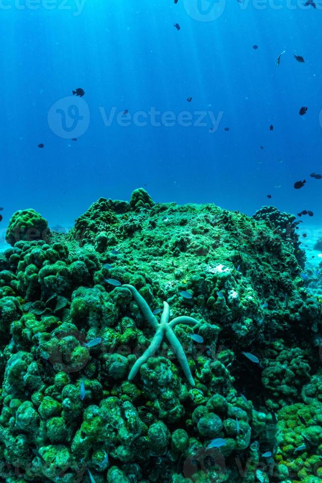 escena submarina con arrecifes de coral, isla raya, phuket, tailandia. foto