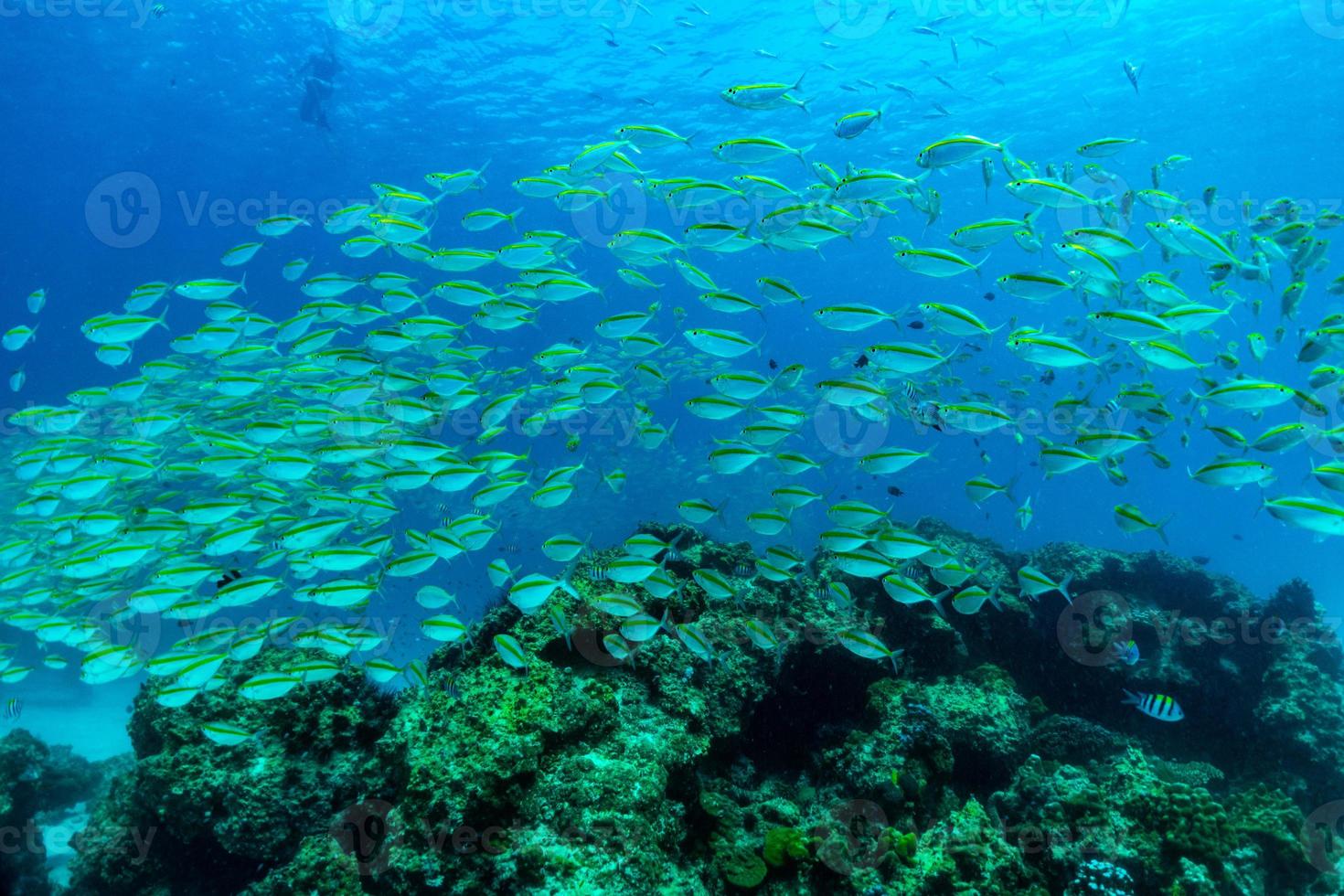 fish is swimming through the coral of RAYA Island Phuket thailand photo