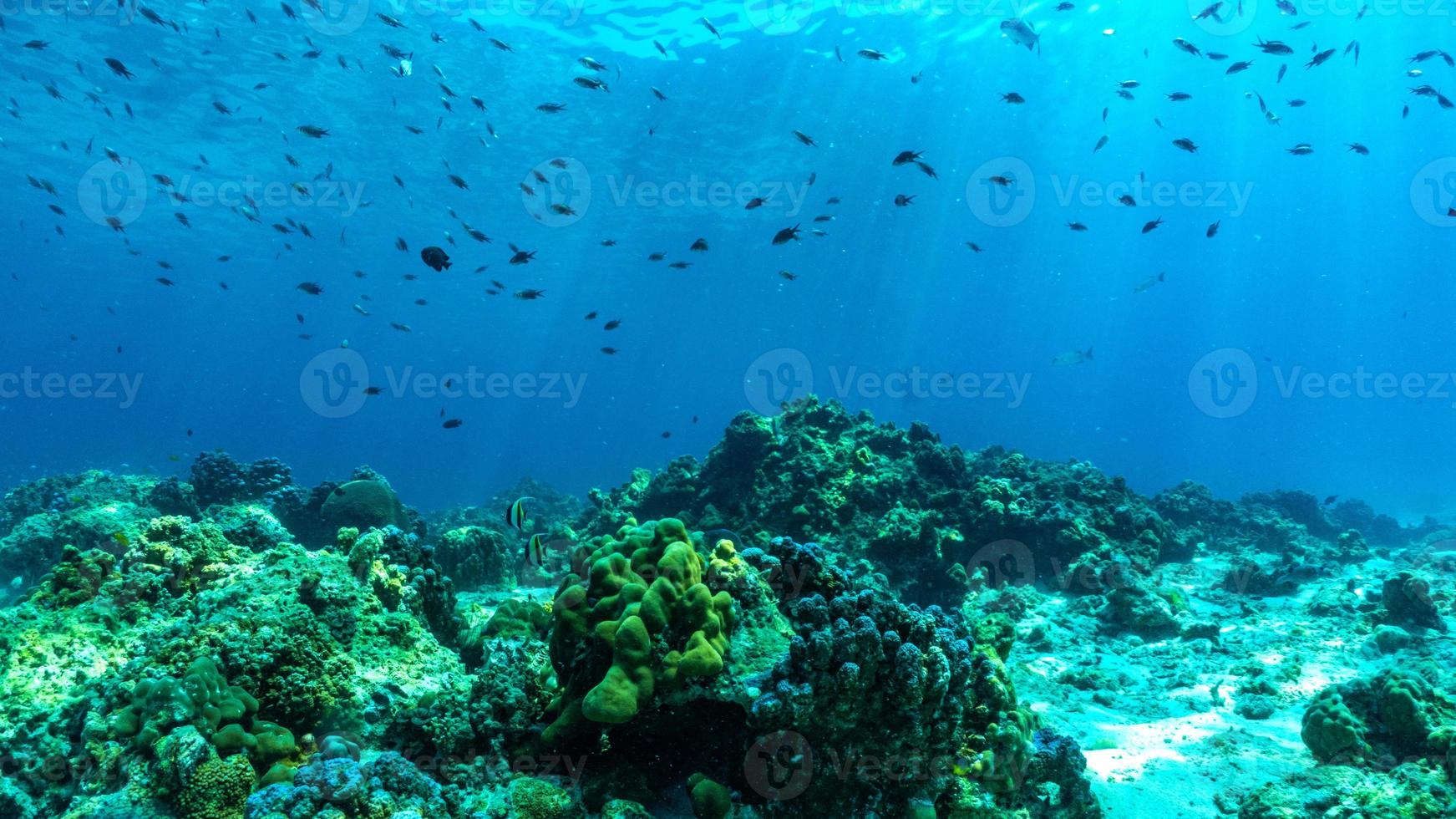 underwater scene with coral reef and fish. photo