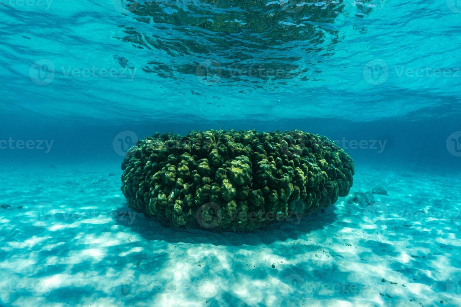 underwater scene with coral reef and fish. photo