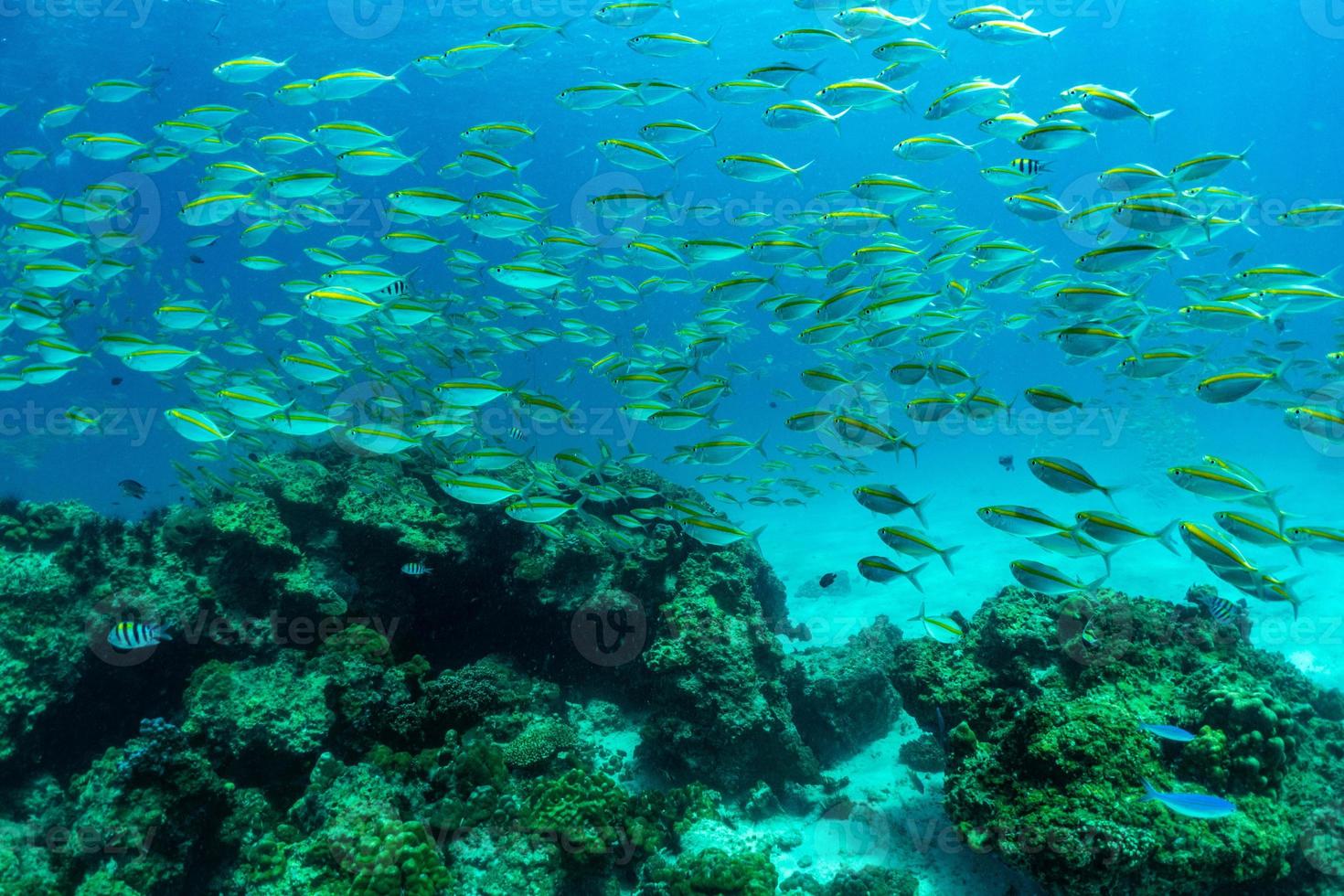 Los peces están nadando a través del coral de la isla de Raya, Phuket, Tailandia. foto