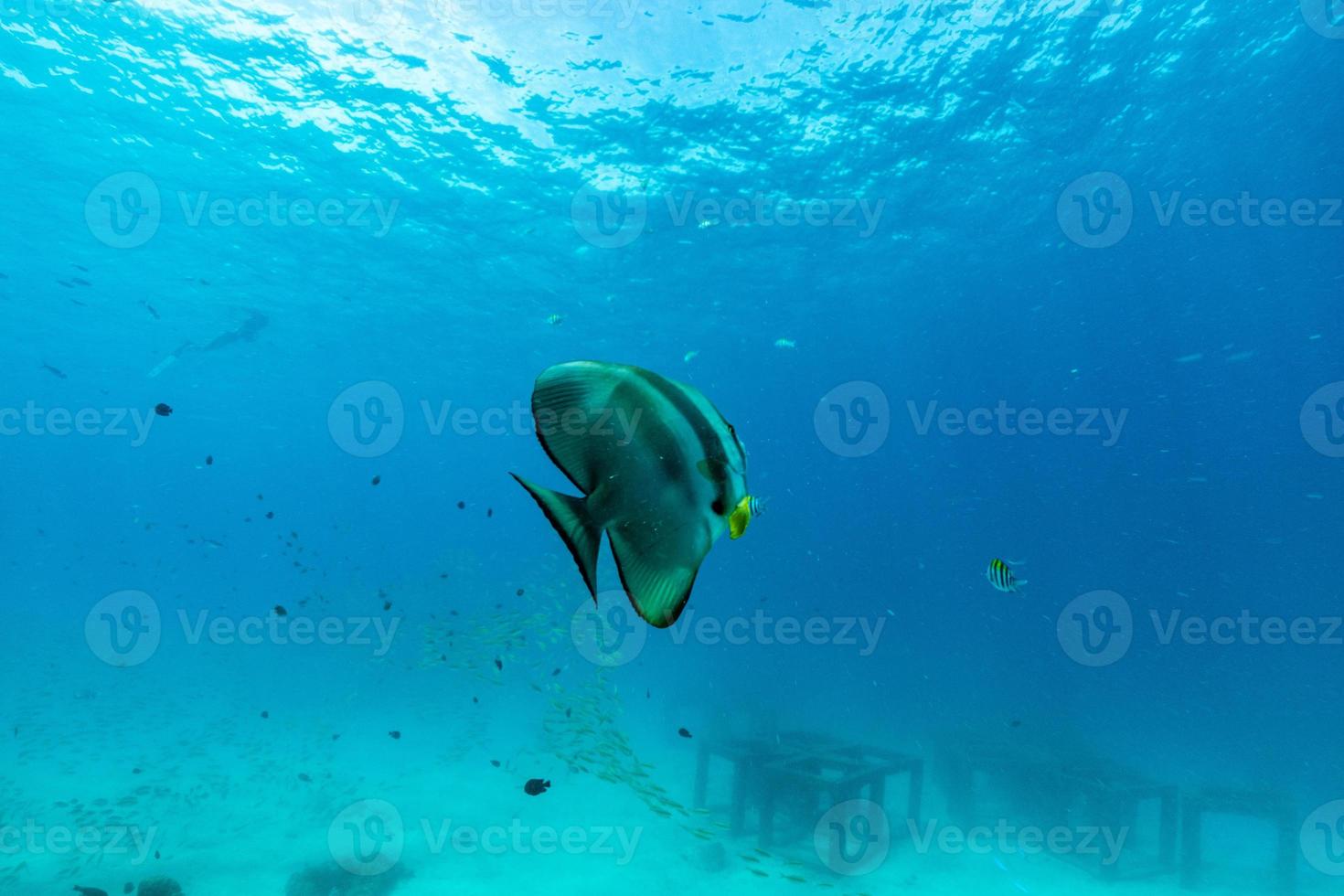 Escena submarina con peces murciélago y arrecifes de coral. foto