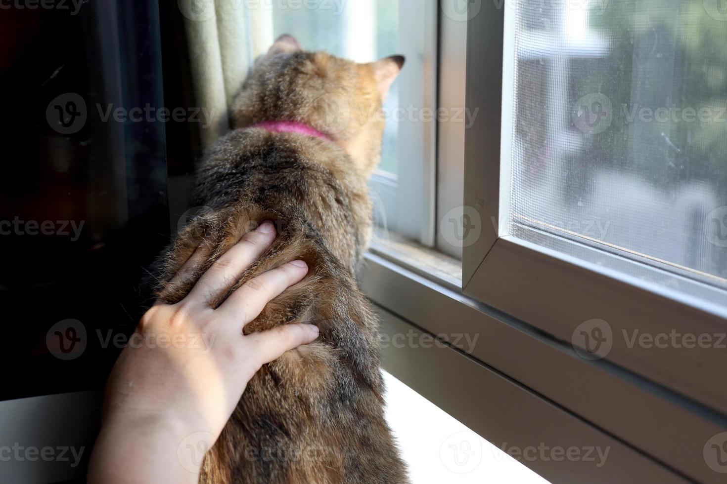 Young Tabby Cat photo