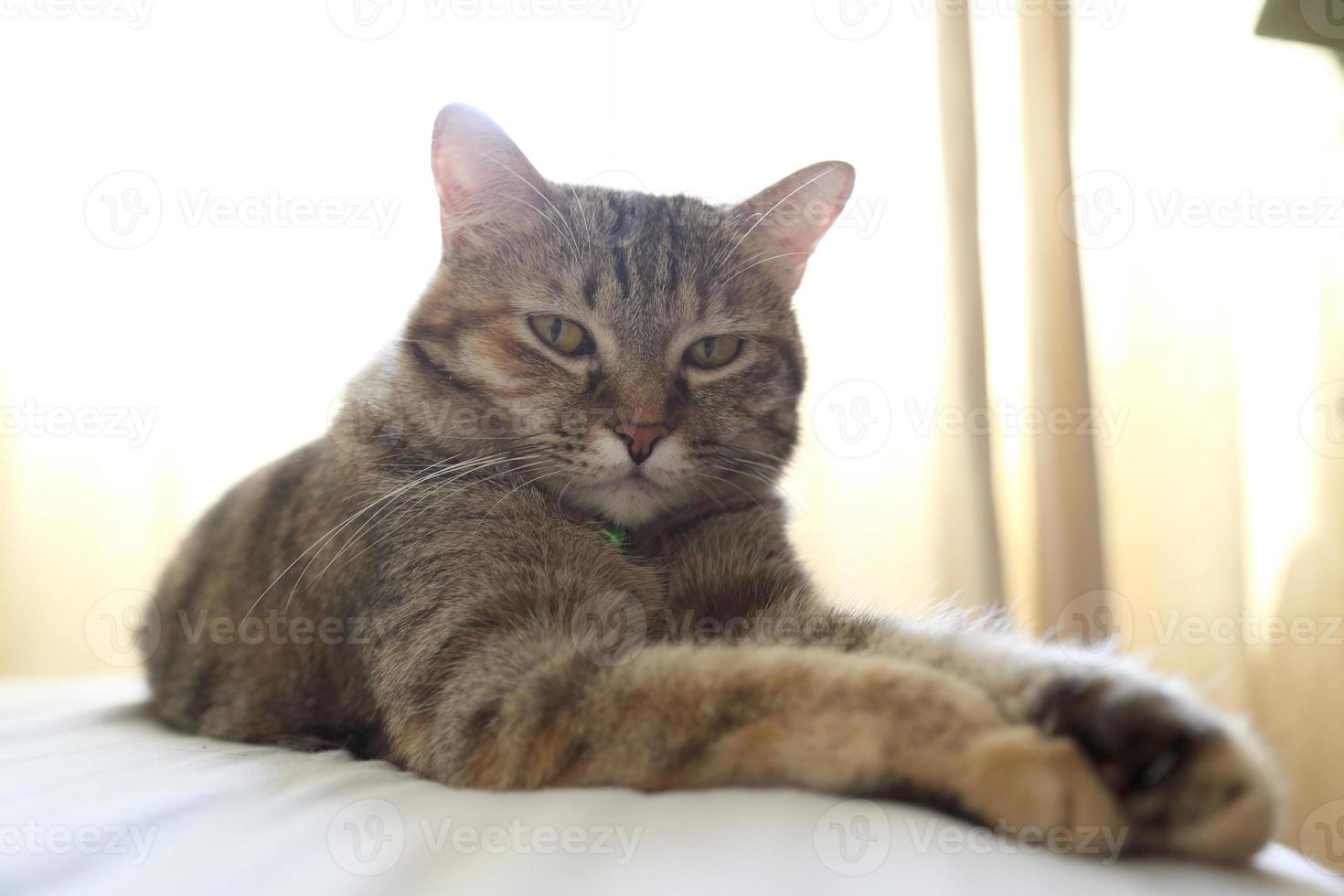 Young Tabby Cat photo