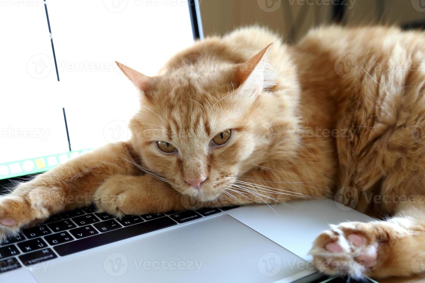 Young Ginger Cat photo