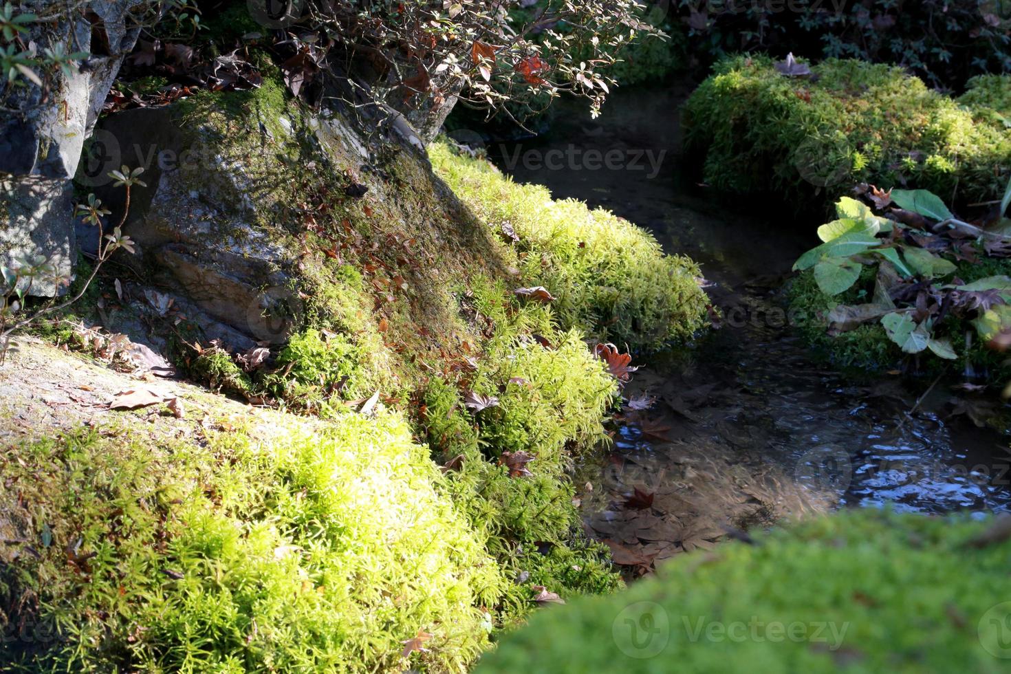 naturaleza en otoño foto