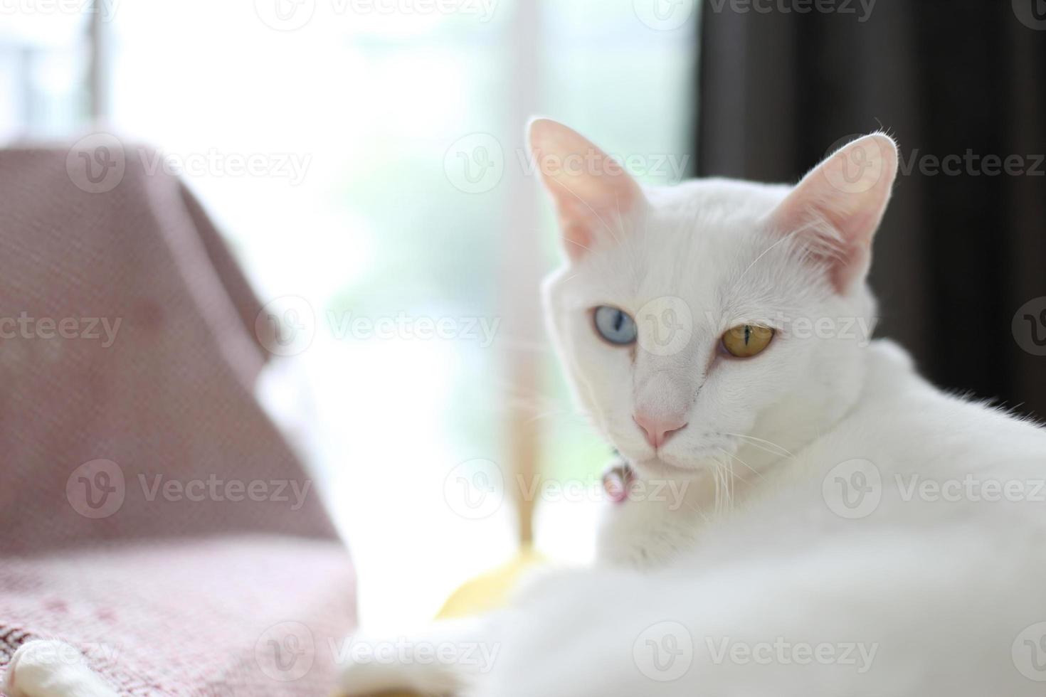 Cat in Living Room photo