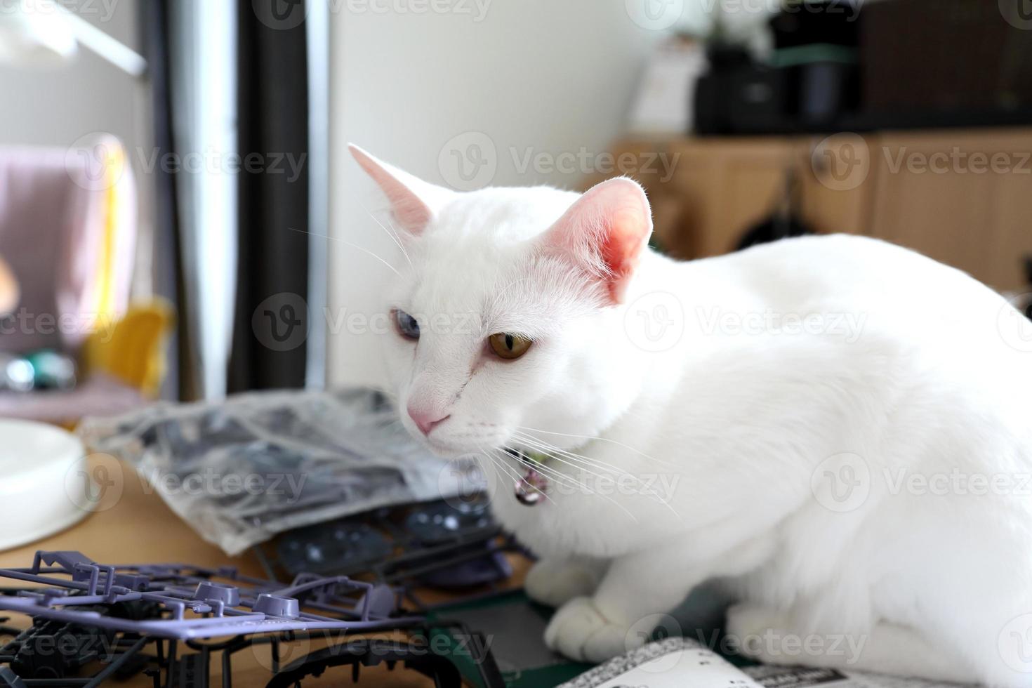 gato en la casa foto