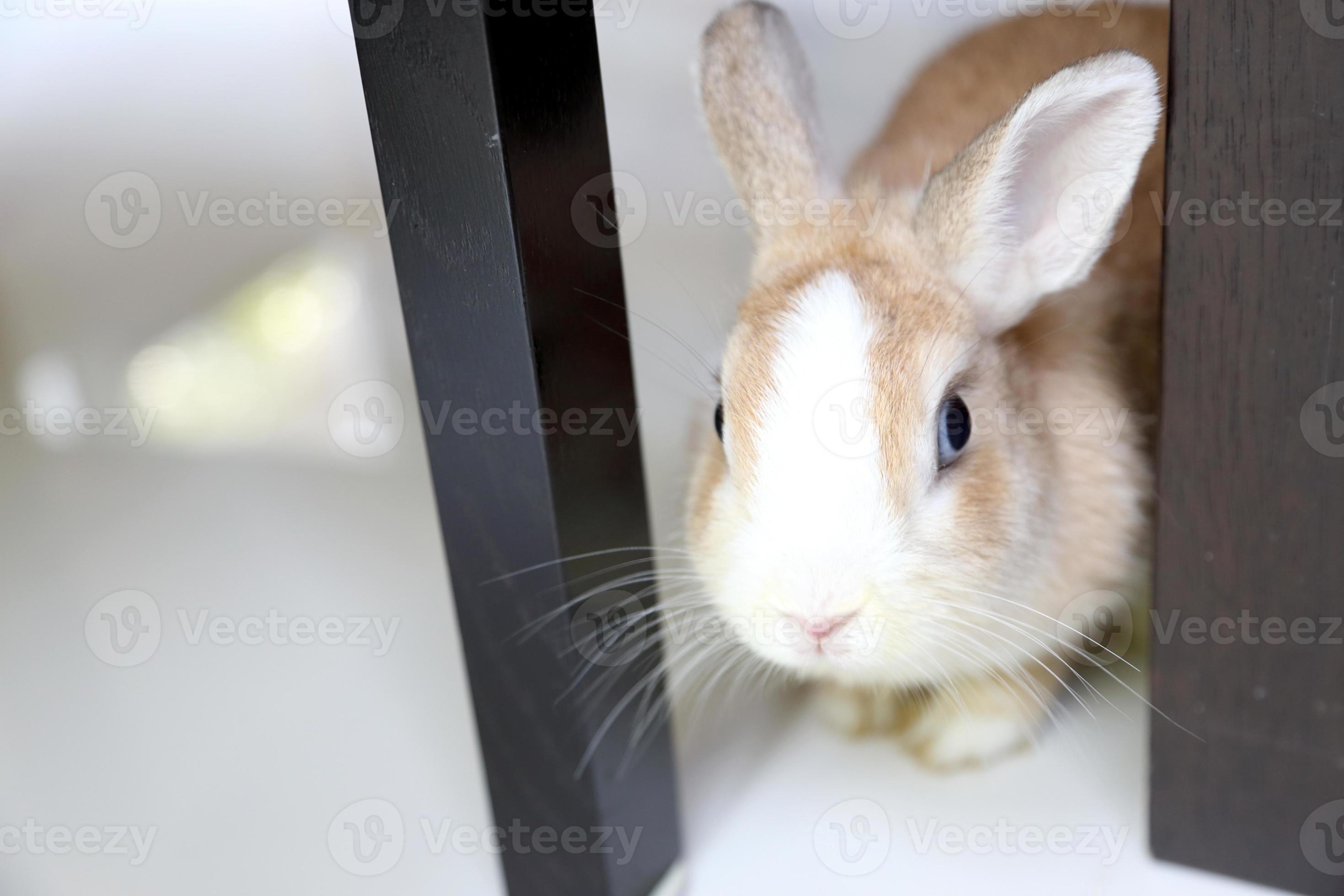 Rabbit in The House 2993978 Stock Photo at Vecteezy