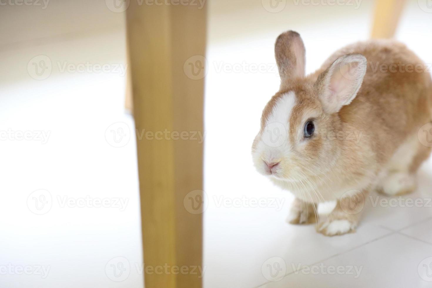 conejo en la casa foto