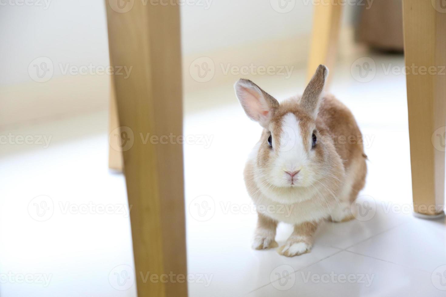 Rabbit in The House photo