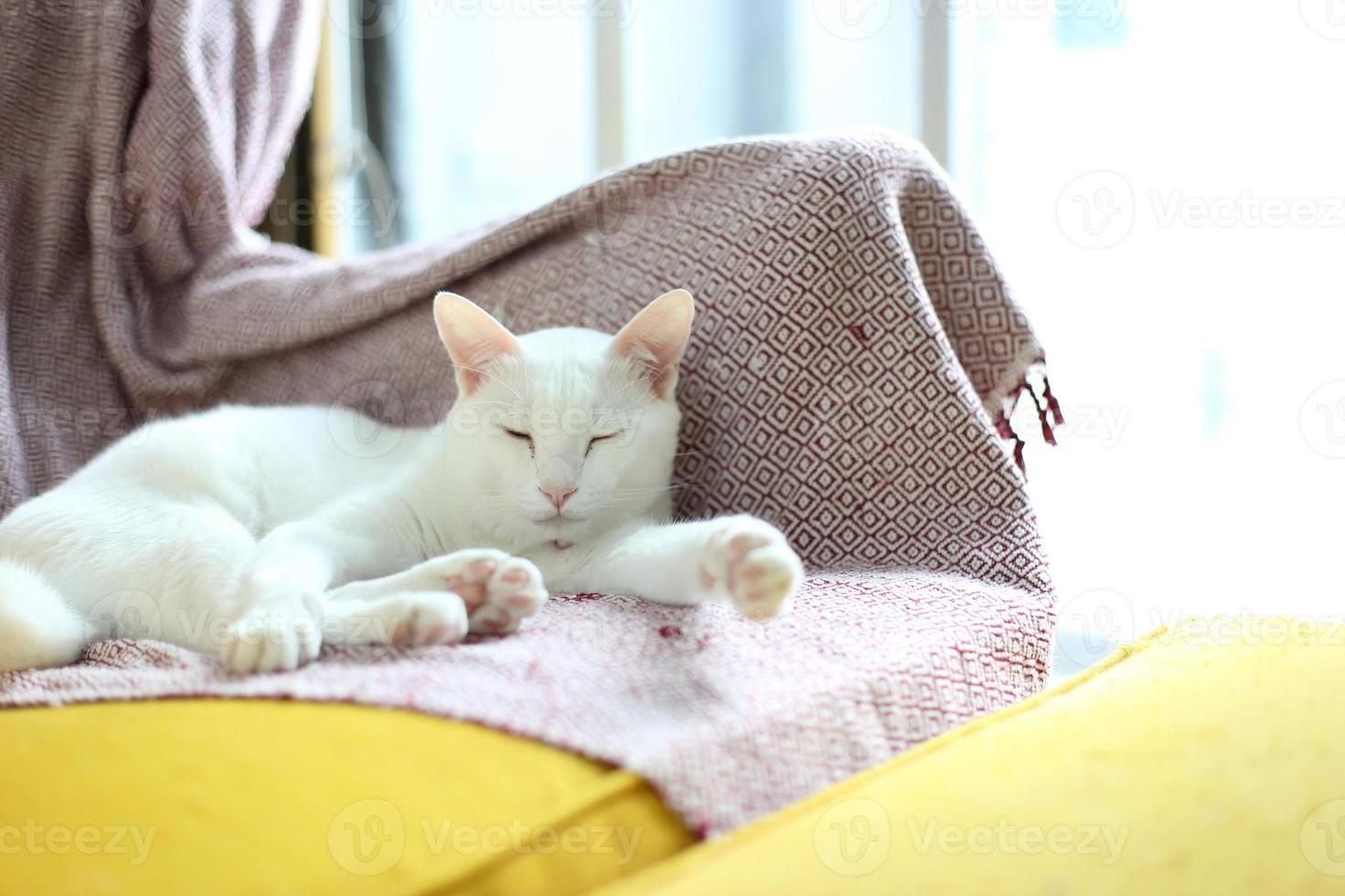 Relaxing White Cat photo