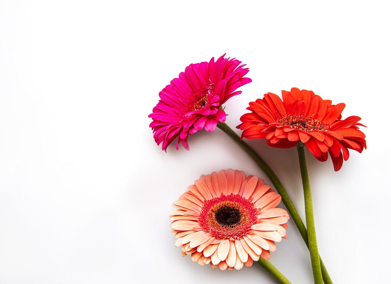 Flores de gerbera brillante sobre un fondo blanco. foto